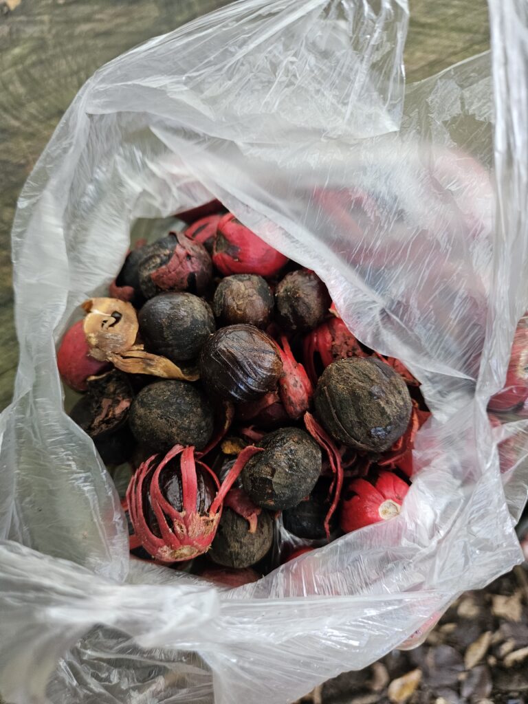 Nutmeg harvested at Banda Neira in Indonesia