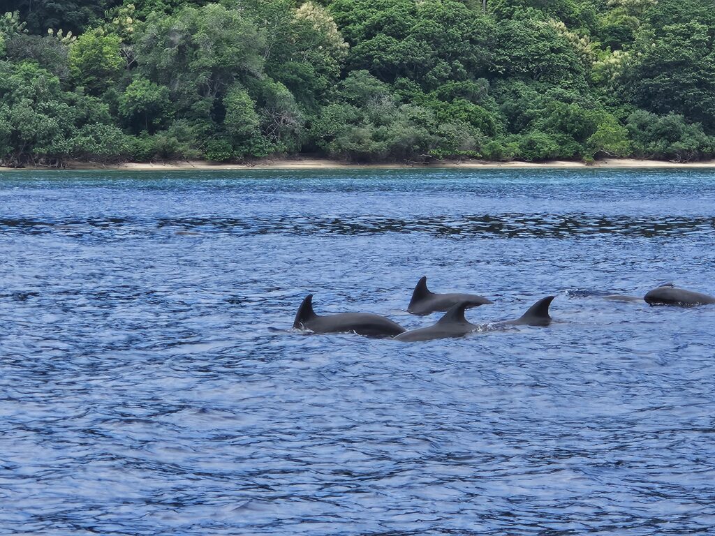 Dolphins at Hatta Island as part of the Banda Islands in Indonesia