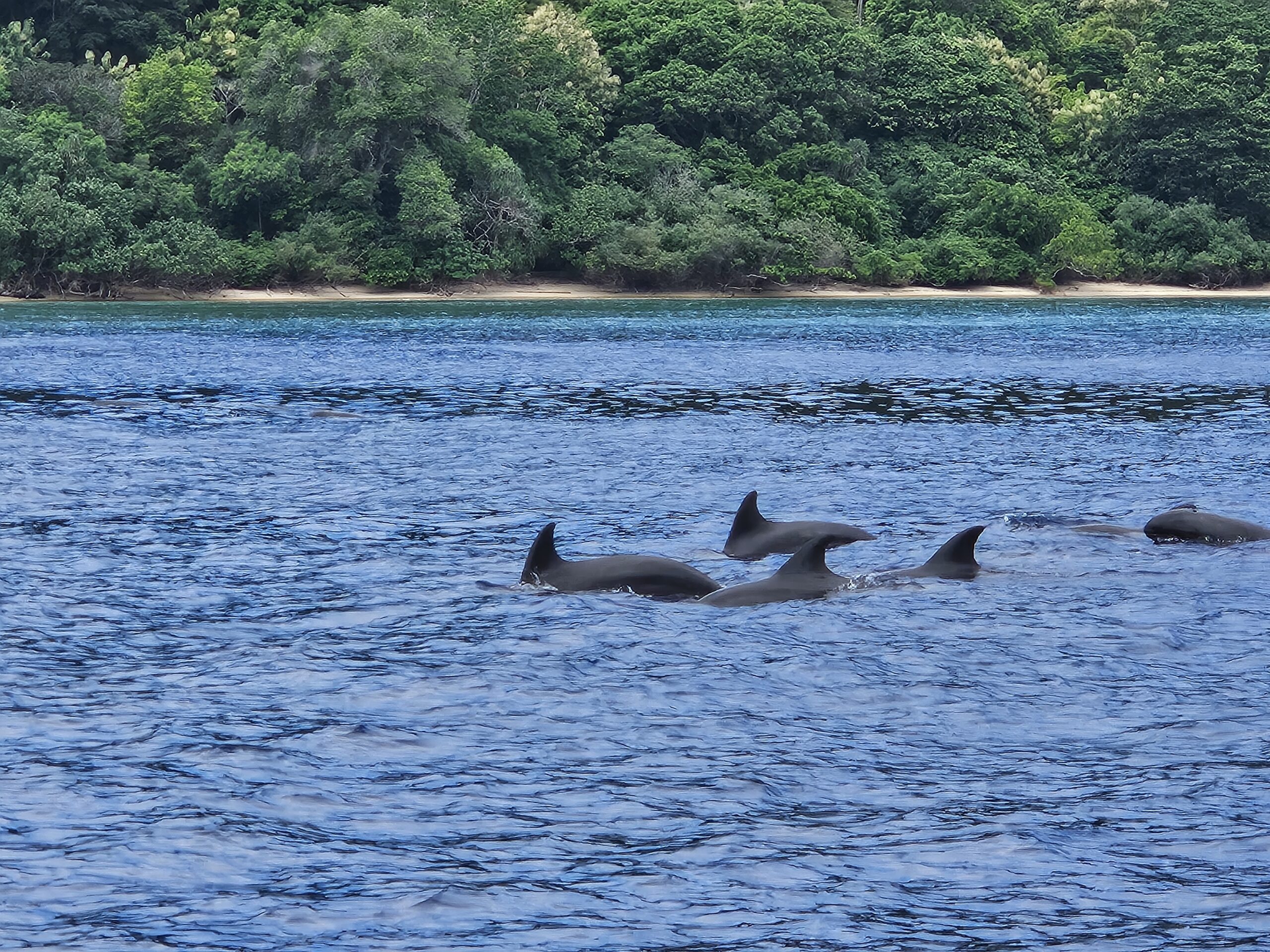 Dolphins at Hatta Island as part of the Banda Islands in Indonesia