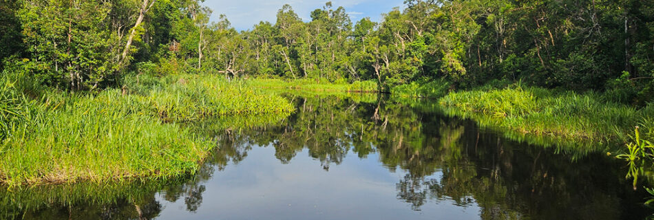 The view on the river from a klotok when you float the river at Tanjung Puting National Park at Borneo, Indonesia