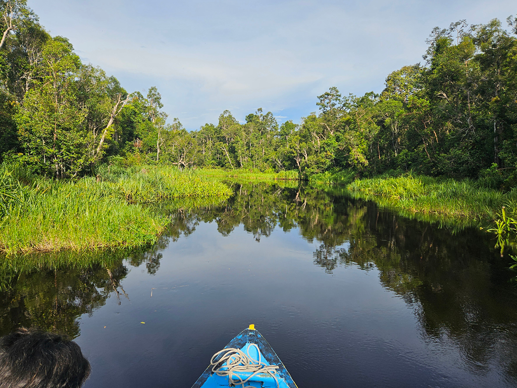 The view on the river from a klotok when you float the river at Tanjung Puting National Park at Borneo, Indonesia