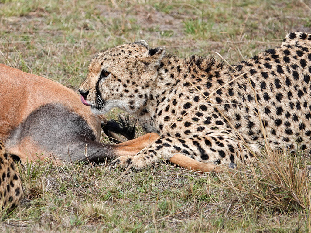 A cheetah at Masaai Mara National Park Kenya protecting his prey