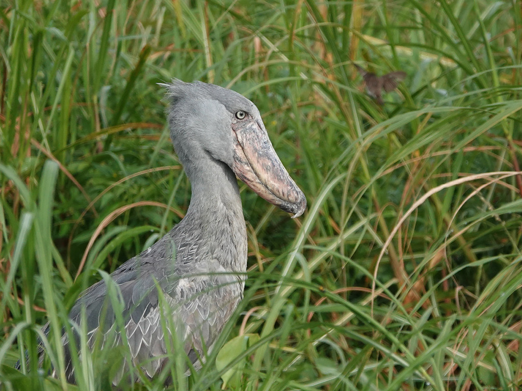 A Shoebill Stork at Murchison Falls National Park Uganda