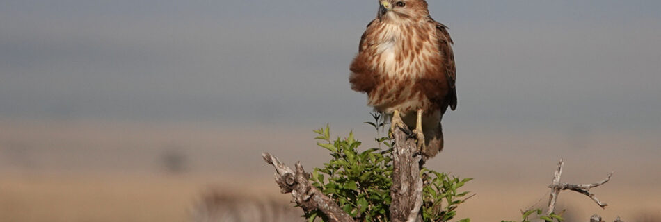 A bird of prey sitting on a tree in Masaai Mara