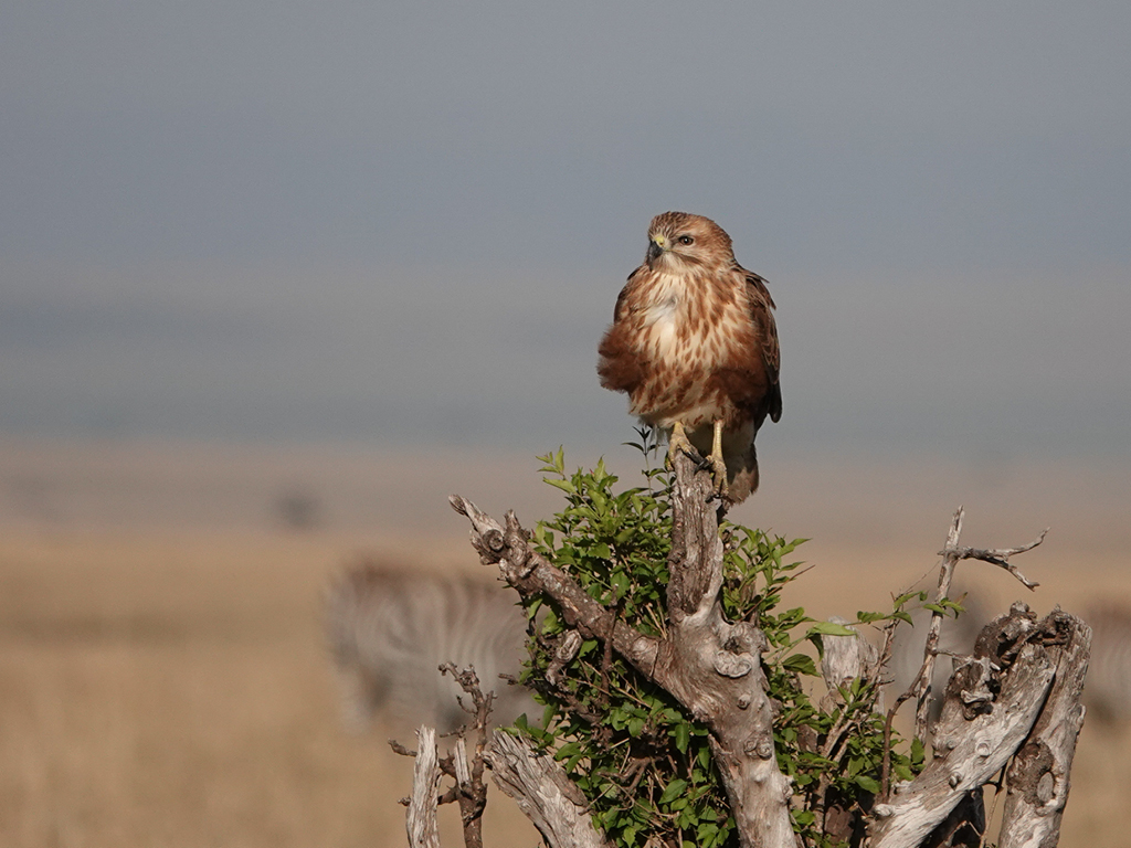 A bird of prey sitting on a tree in Masaai Mara